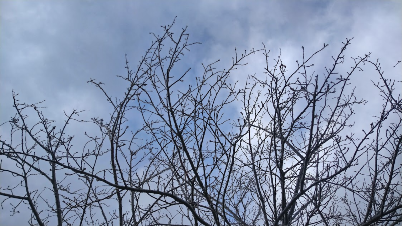 渋田川の桜開花情報の画像