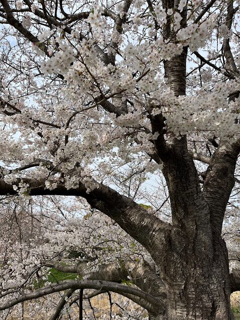渋田川桜の開花